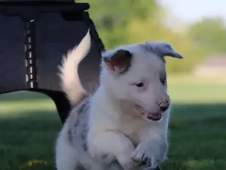 Border Collie dogs for sale: Canyon - Ad 1