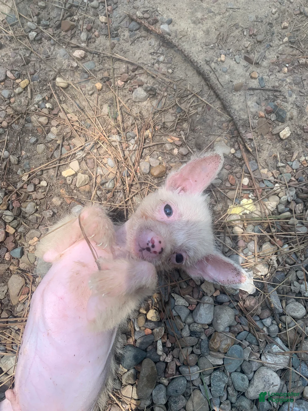 Chinese Crested dogs for sale: White HH boy  - Ad 2