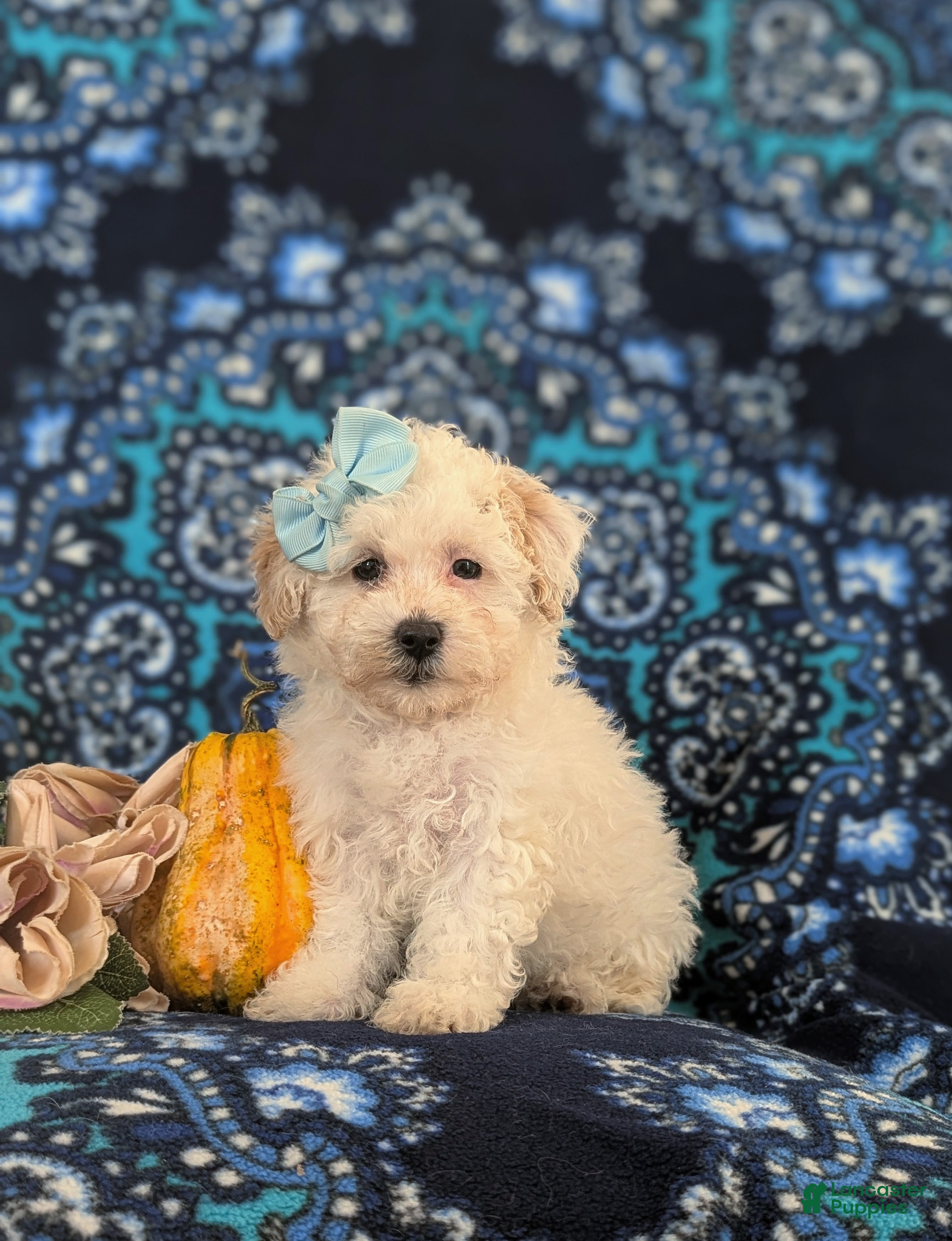 Maltipoo dogs for sale: Jade Hypoallergenic - Ad 1
