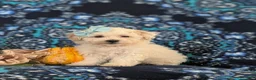Maltipoo dogs for sale: Jade Hypoallergenic - Ad 1