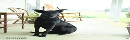 Mixed Breed dogs for sale: Jetta - Ad 1