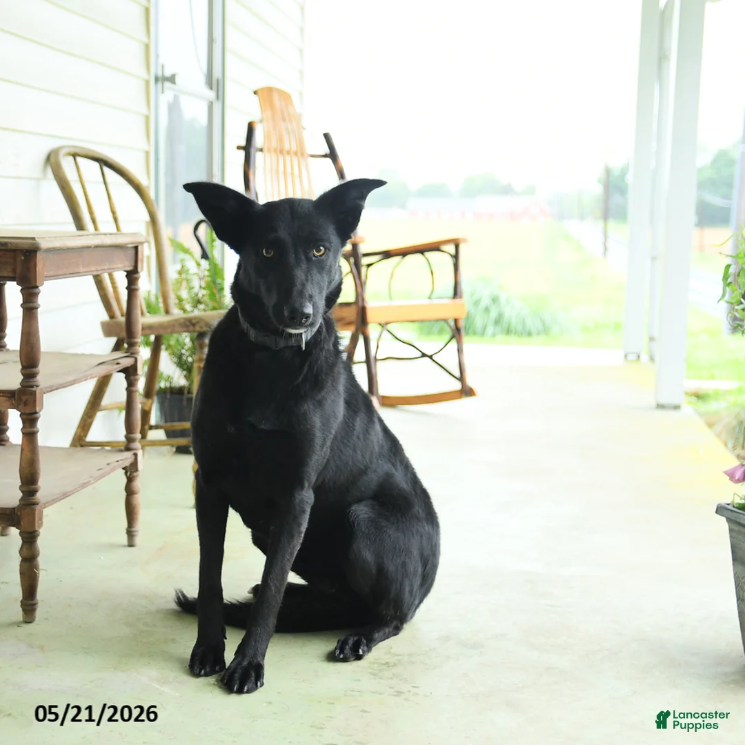 Mixed Breed dogs for sale: Jetta - Ad 1