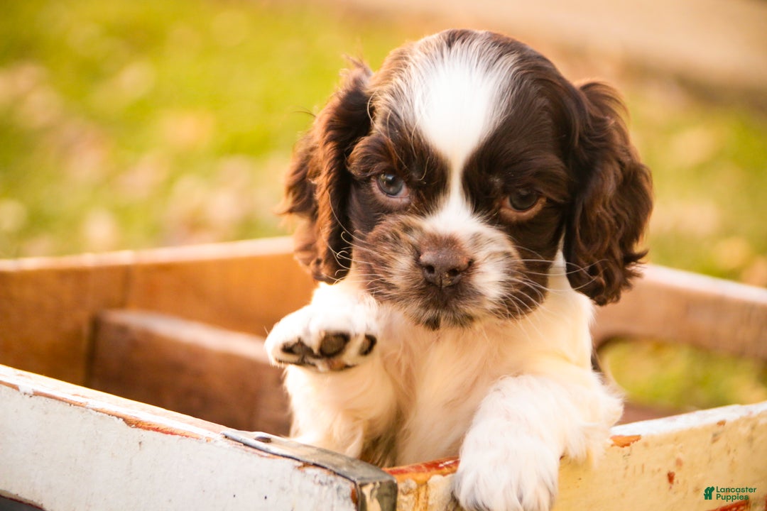 Cocker Spaniel dogs for sale: Gilbert - Ad 6