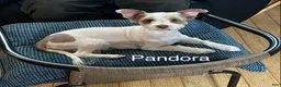 Biewer Terrier dogs for sale: Biewer Terrier Puppy 1 - Ad 3