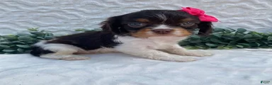 Gabby- small- genetic clear