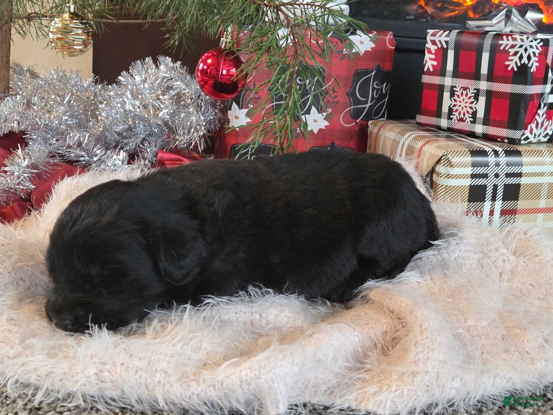 Newfoundland dogs for sale: Dasher  - Ad 2