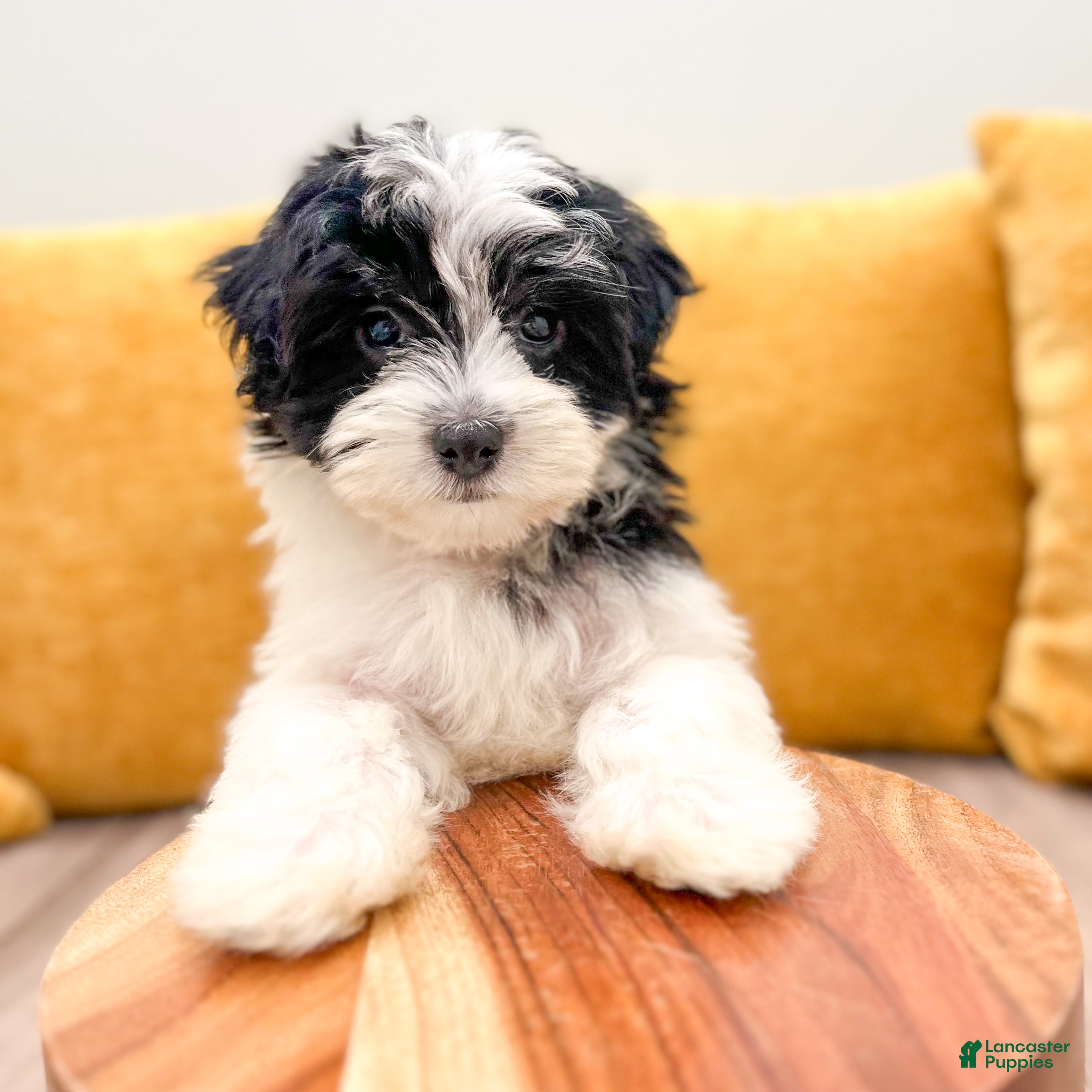 Havanese dogs Callie - Ad 2