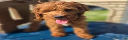 Cavapoo dogs for sale: Iceberg - Ad 9