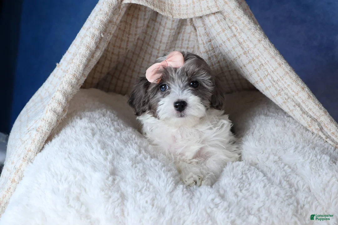 Havapoo dogs for sale: FIONA - Ad 6