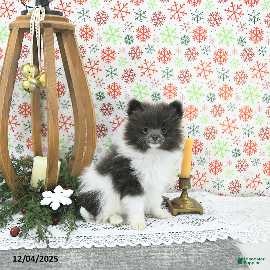 Pomeranian dogs for sale: Lana - Ad 3