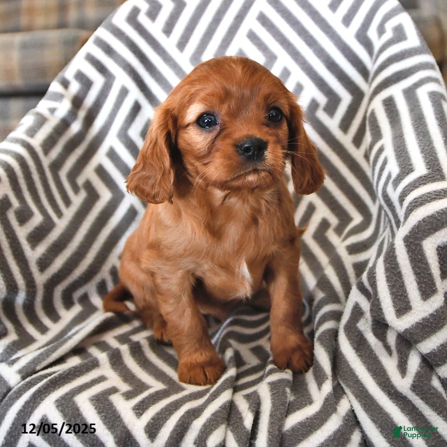Cavalier King Charles Spaniel dogs Pearl - Ad 24