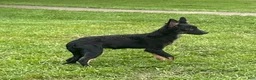 Mixed Breed dogs for sale: Mixed Breed 1 - Ad 3