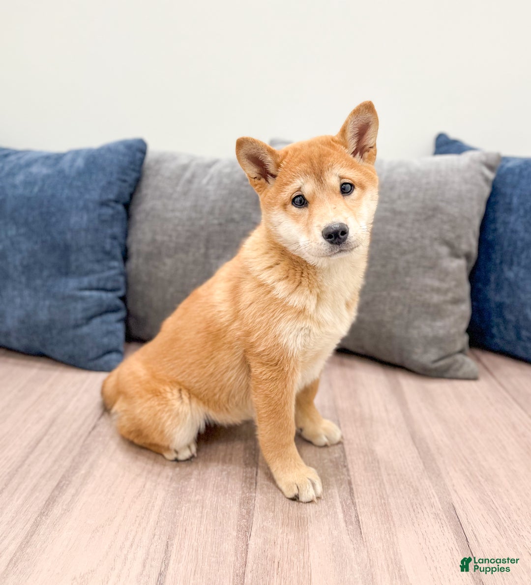 Shiba Inu dogs for sale: Marcie - Ad 2