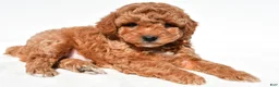 Miniature Poodle dogs for sale: Charlie - Ad 4