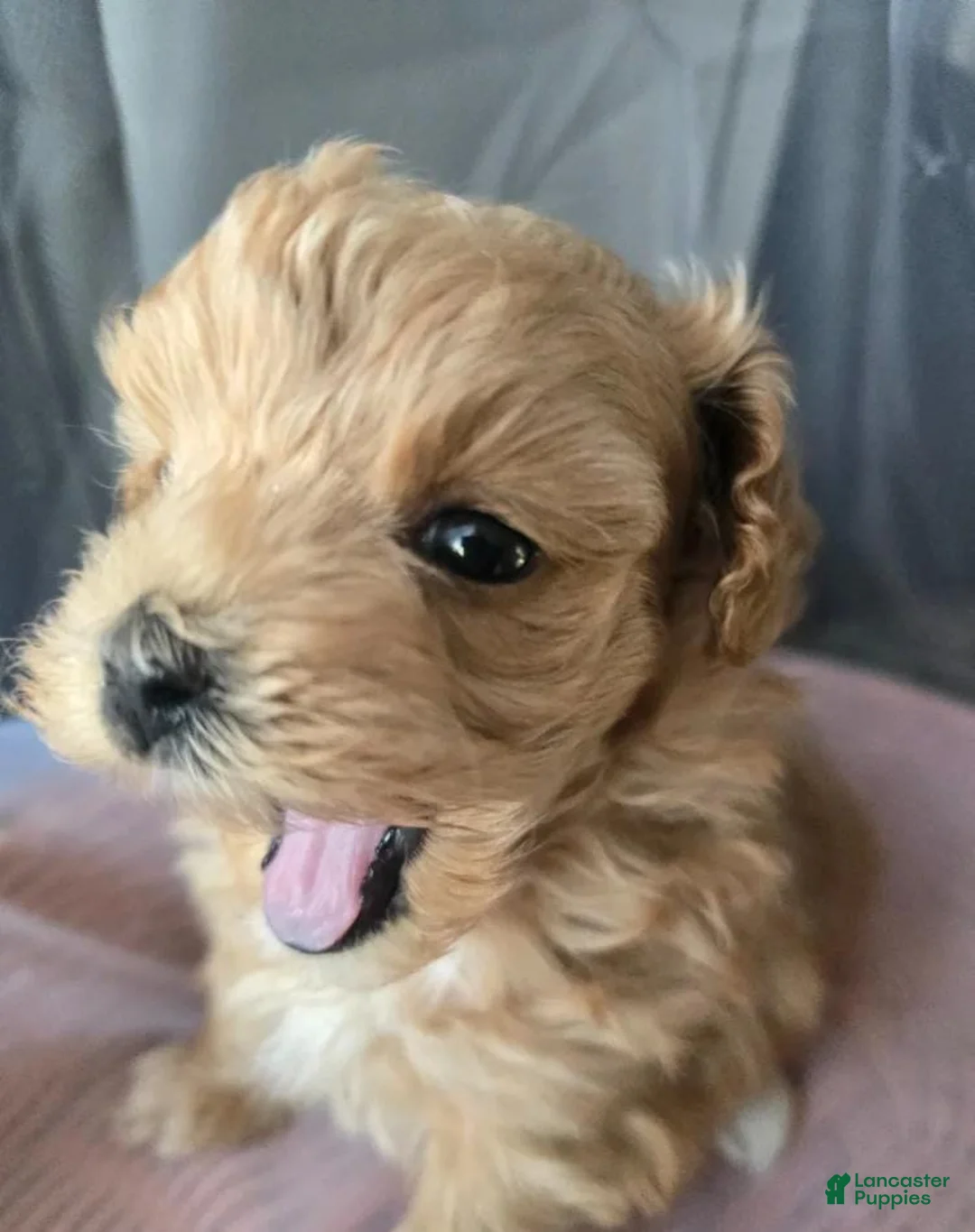Maltipoo dogs for sale: Dalia - Ad 18