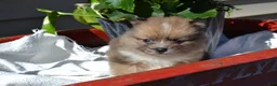 Pomeranian dogs for sale: Warrior - Ad 5