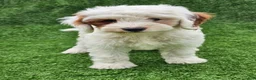 Cavapoo dogs for sale: Ice - Ad 1