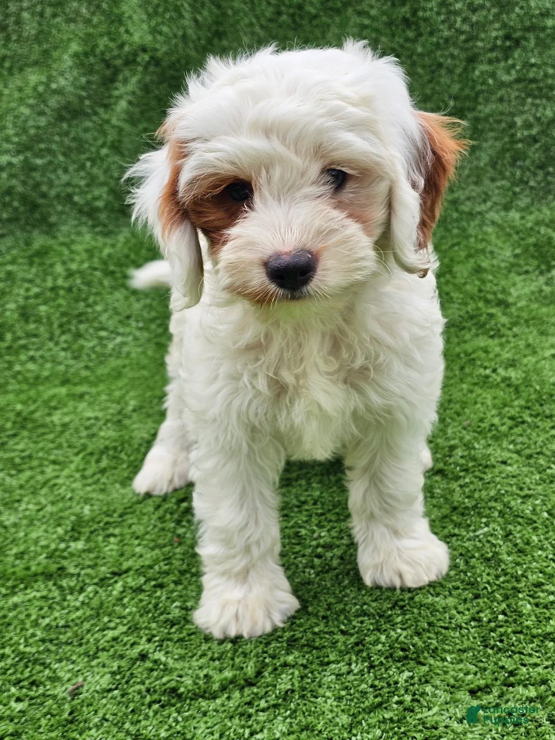 Cavapoo dogs for sale: Ice - Ad 1