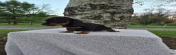 Miniature Dachshund dogs for sale: Peanut  - Ad 16