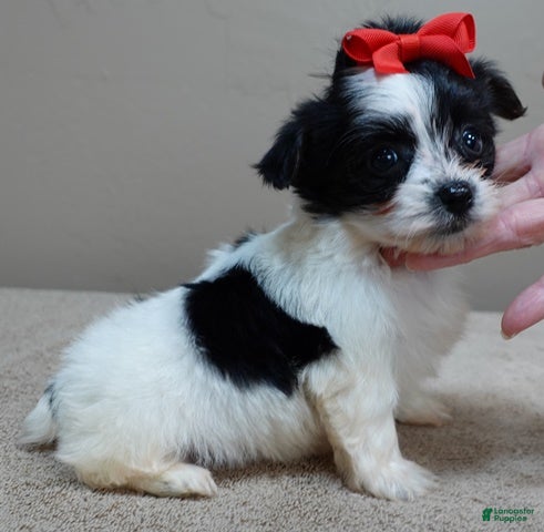 Yorkshire Terrier dogs Presley dob 10/13 - Ad 1