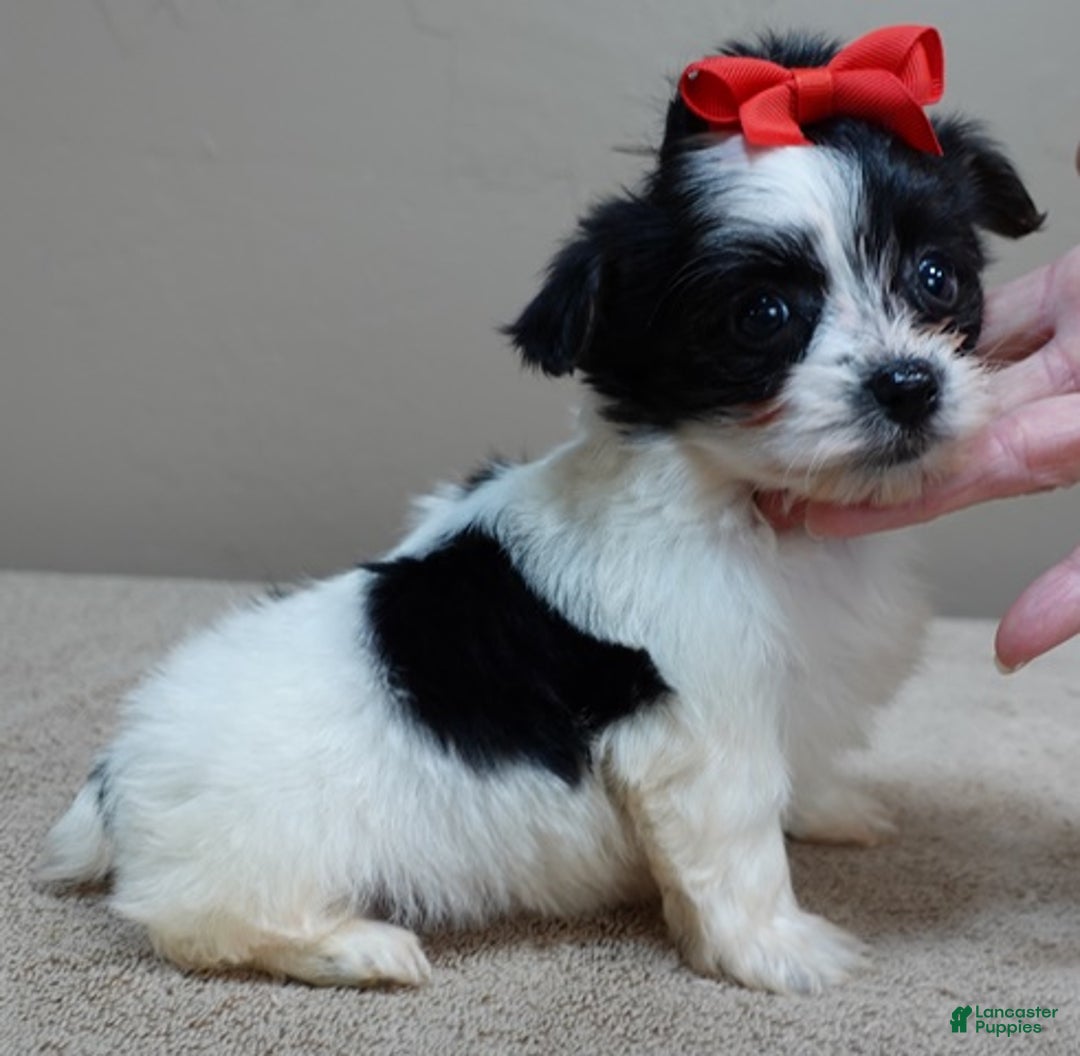 Yorkshire Terrier dogs for sale: Presley dob 10/13 - Ad 1