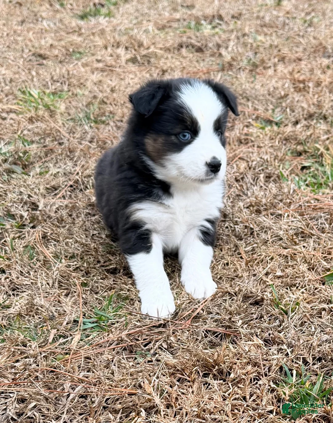 Australian Shepherd dogs for sale: Buster - Ad 8