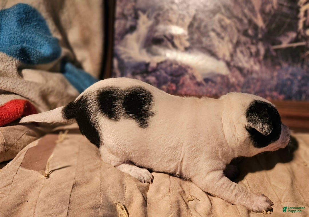 Border Collie dogs for sale: Rocky (Call-Text) - Ad 8