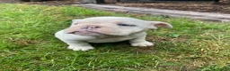 English Bulldog dogs for sale: Maverick - Ad 9