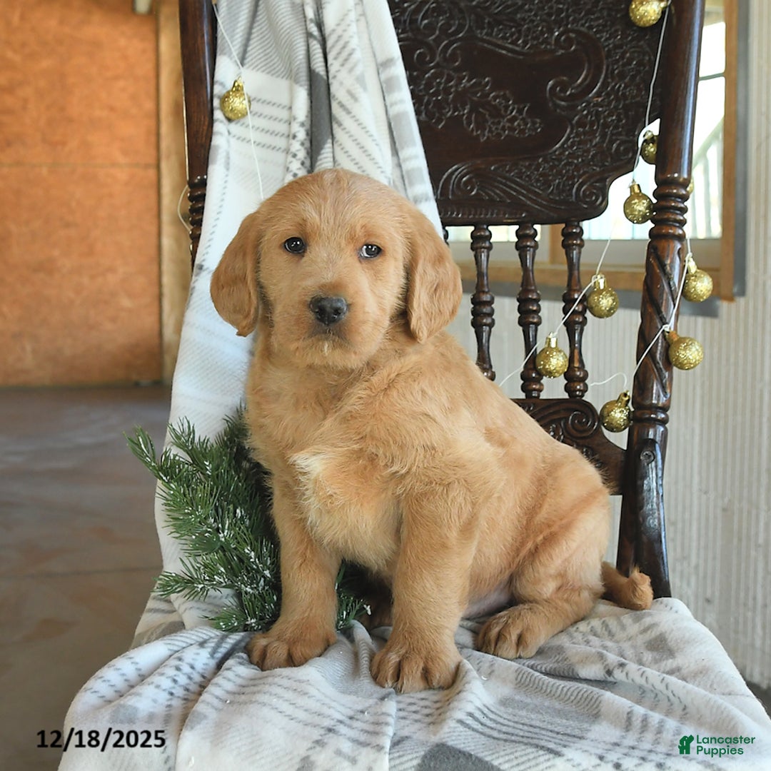 Labradoodle dogs for sale: Dino - Ad 3