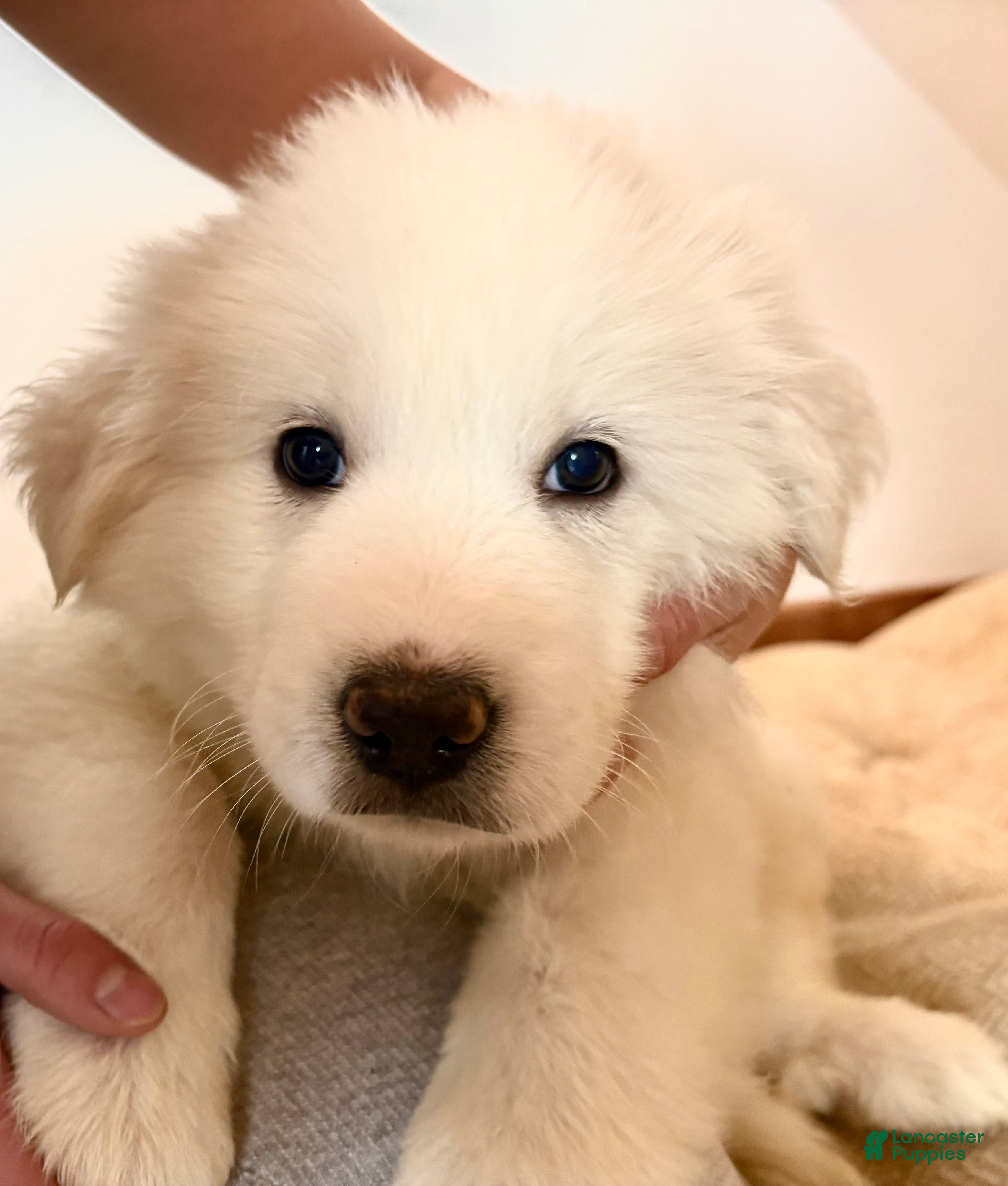 Great Pyrenees dogs  Puppy 2 (Red Collar)  - Ad 5