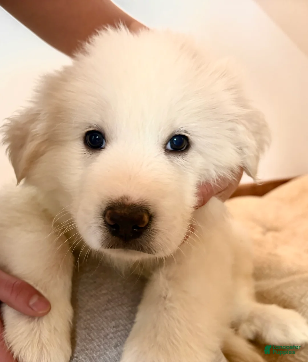 Great Pyrenees dogs for sale:  Puppy 2 (Red Collar)  - Ad 1