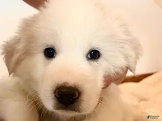 Great Pyrenees dogs Puppy 2 (Red Collar) - Ad 5