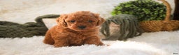 Miniature Poodle dogs for sale: Farley - Ad 4