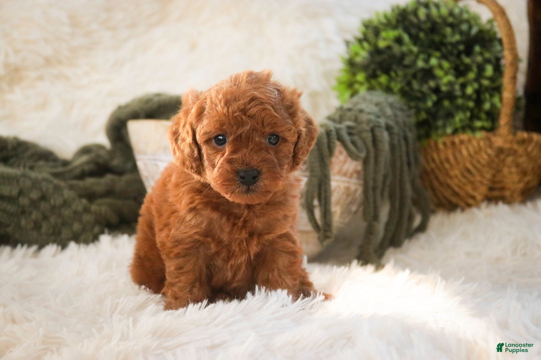 Miniature Poodle dogs for sale: Farley - Ad 4