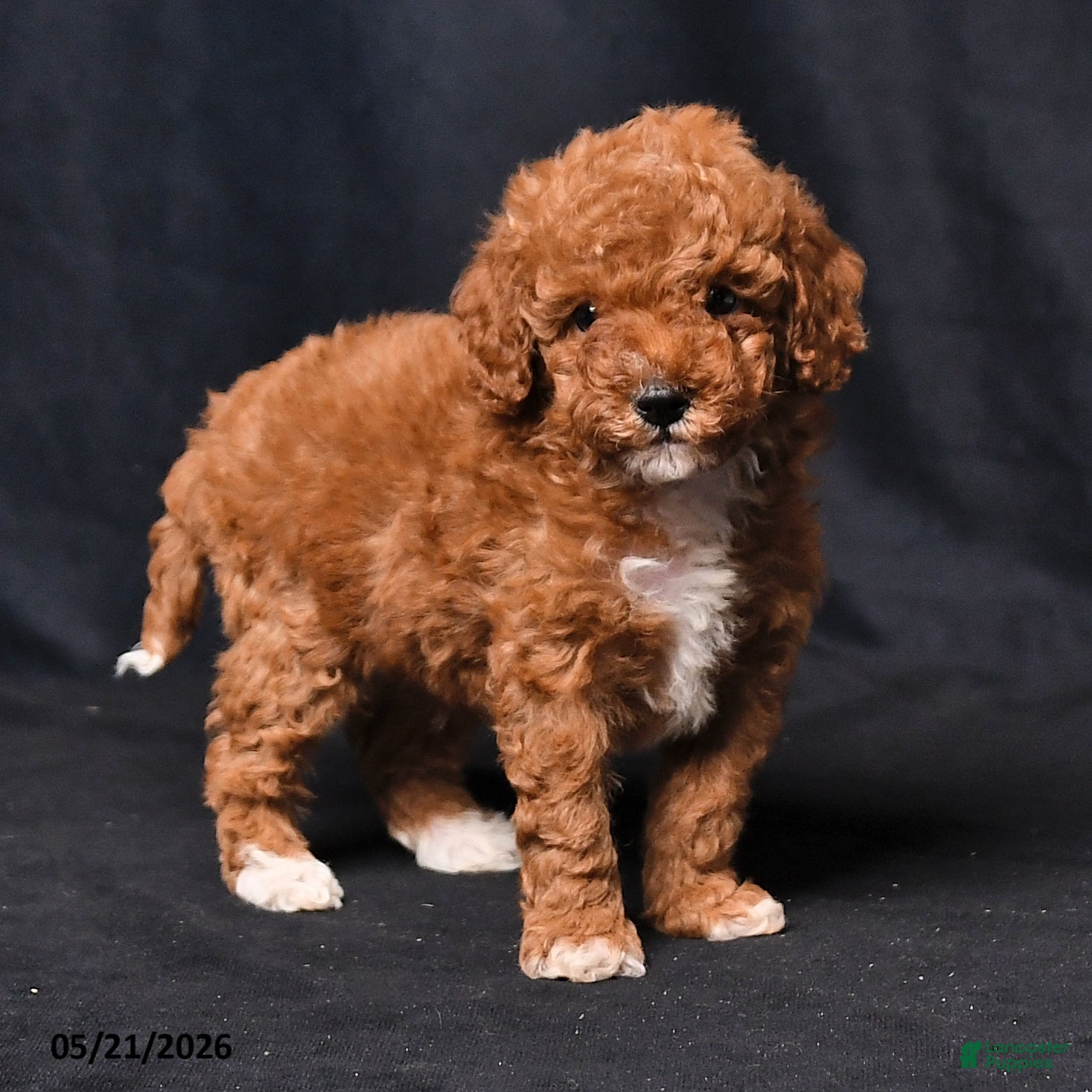 Toy Poodle dogs Champian - Ad 1