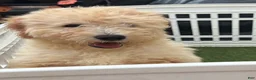 Goldendoodle dogs for sale: Honey - Ad 4