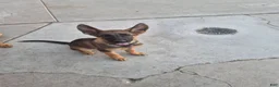 German Shepherd dogs for sale: Trevor - Ad 1