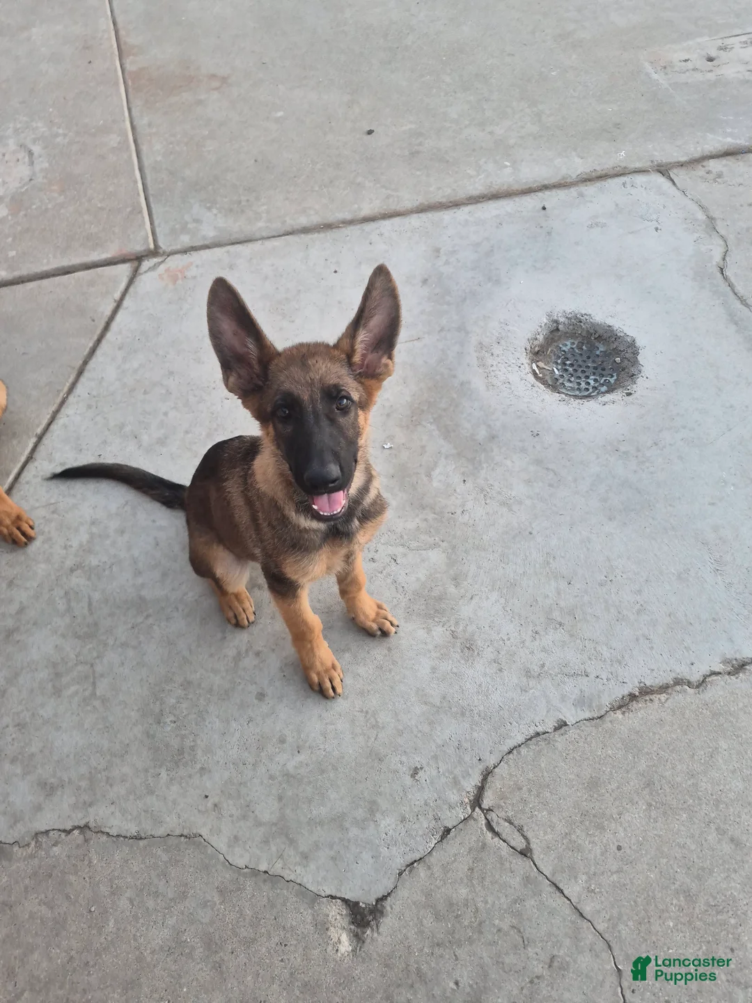 German Shepherd dogs for sale: Trevor - Ad 1