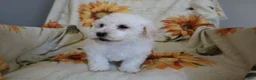 Bichon Frise dogs for sale: Barney  - Ad 8
