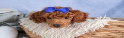 Toy Poodle dogs for sale: Turbo - Ad 8