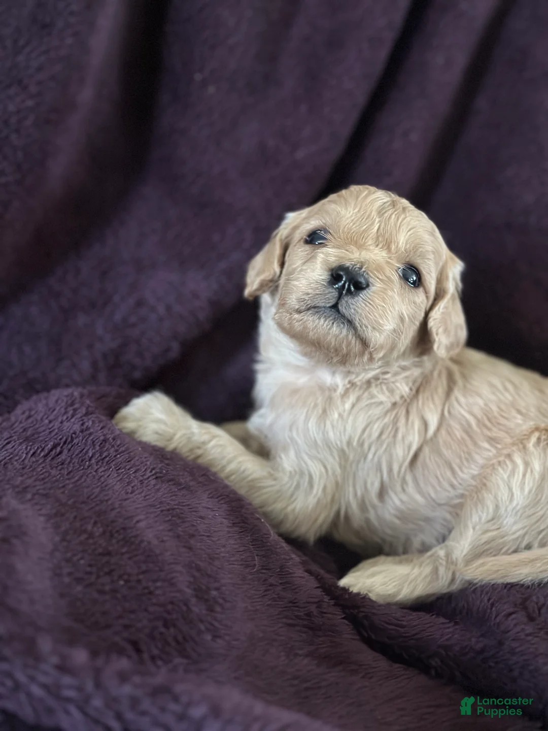 Mini Goldendoodle dogs for sale: Pepper - Ad 18