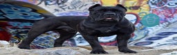 Cane Corso dogs for stud: Diesel  - Ad 5