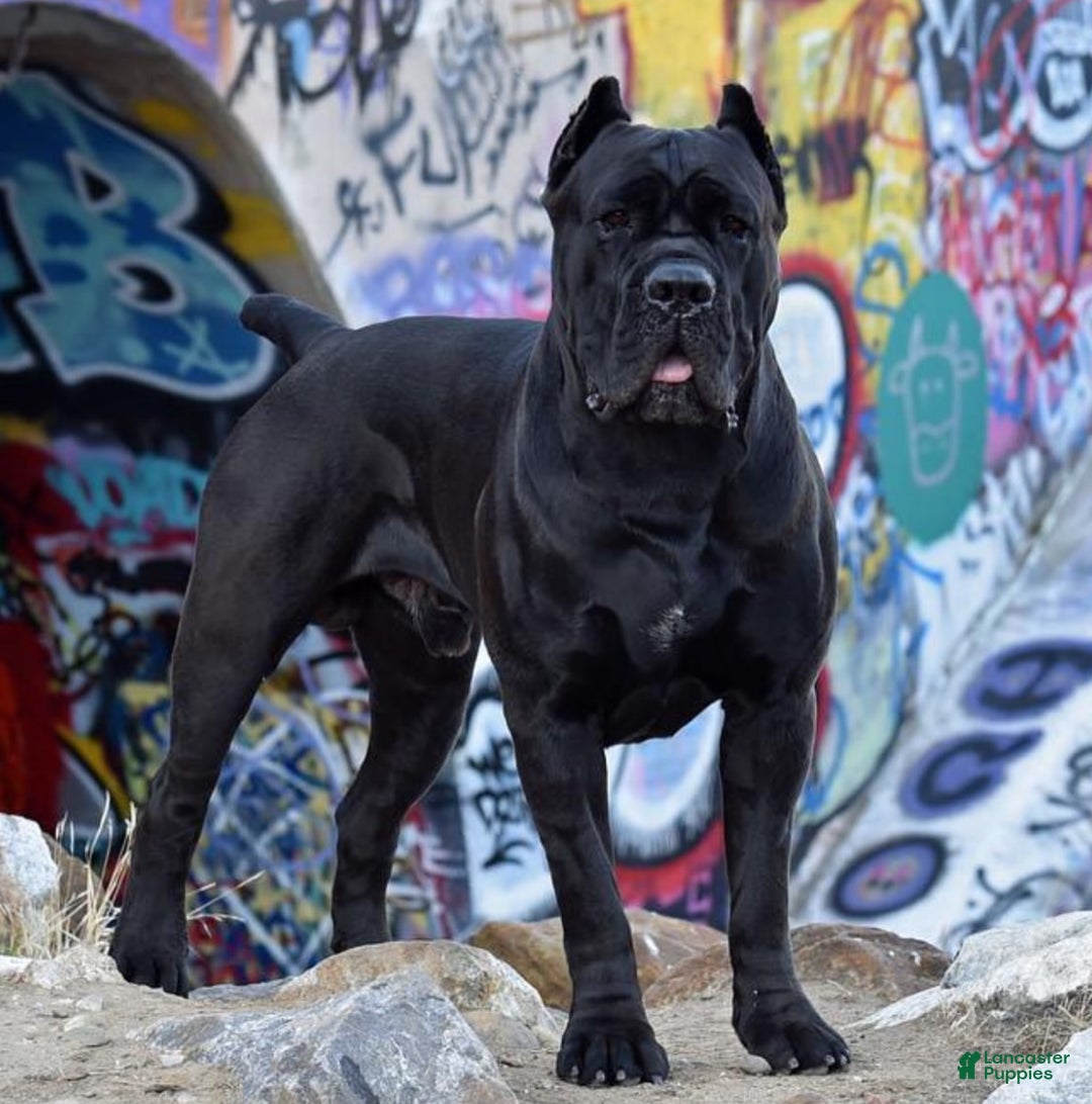 Cane Corso dogs for stud: Diesel  - Ad 5