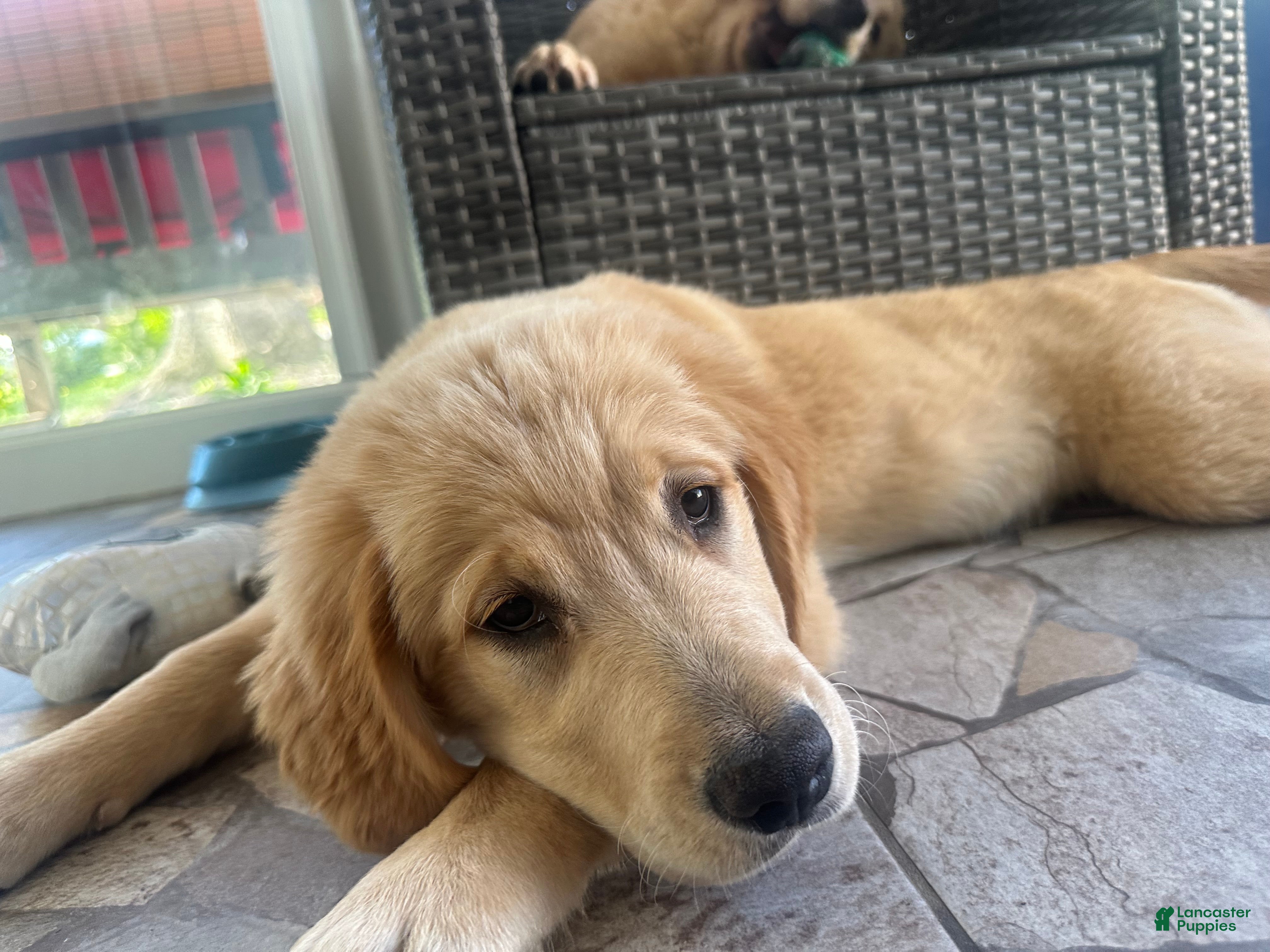 Golden Retriever dogs Golden Retriever Puppy “Cleo”  - Ad 2