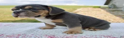 Beabull dogs for sale: Toby - Ad 5