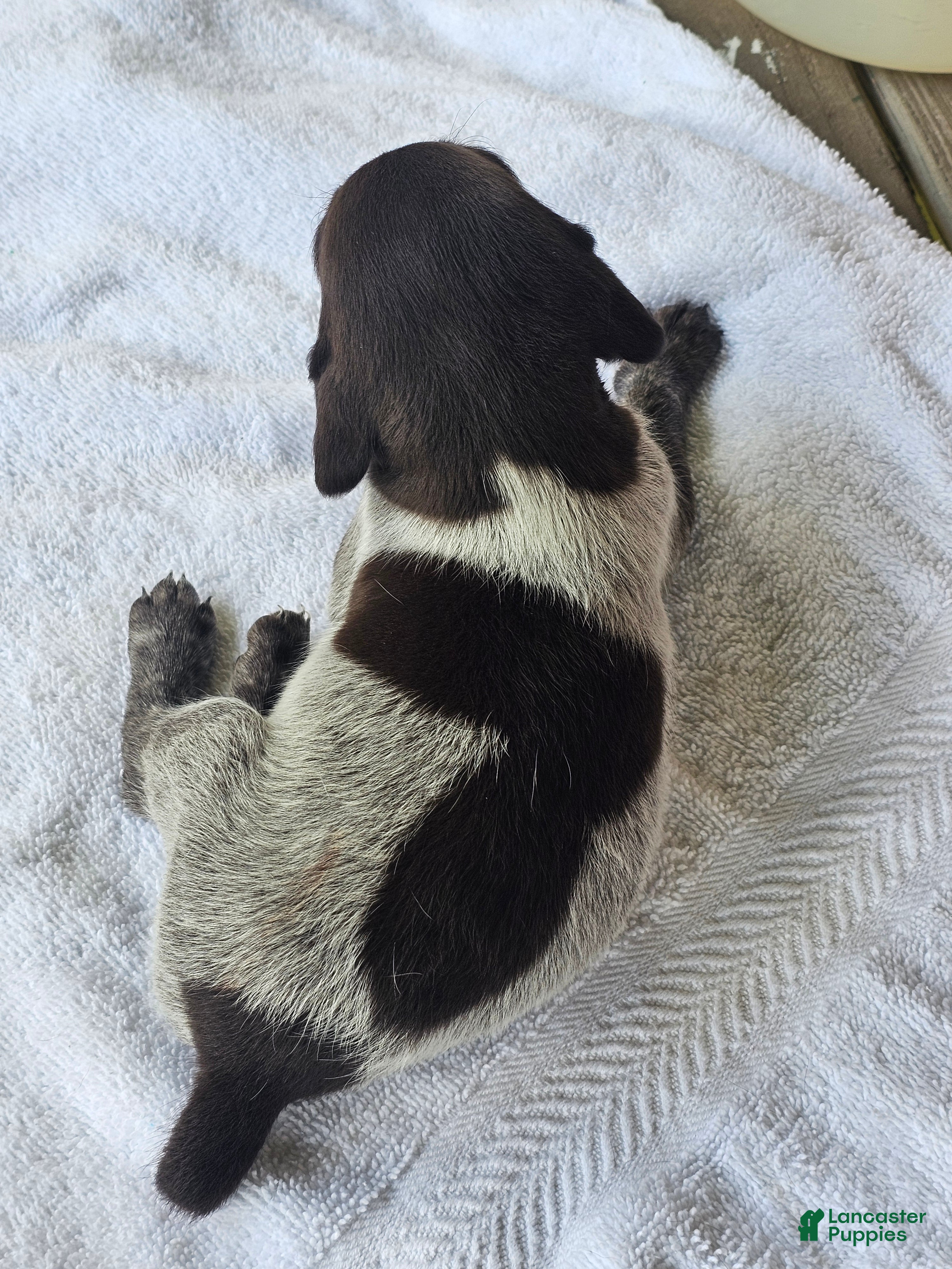 German Shorthaired Pointer dogs January - Ad 6