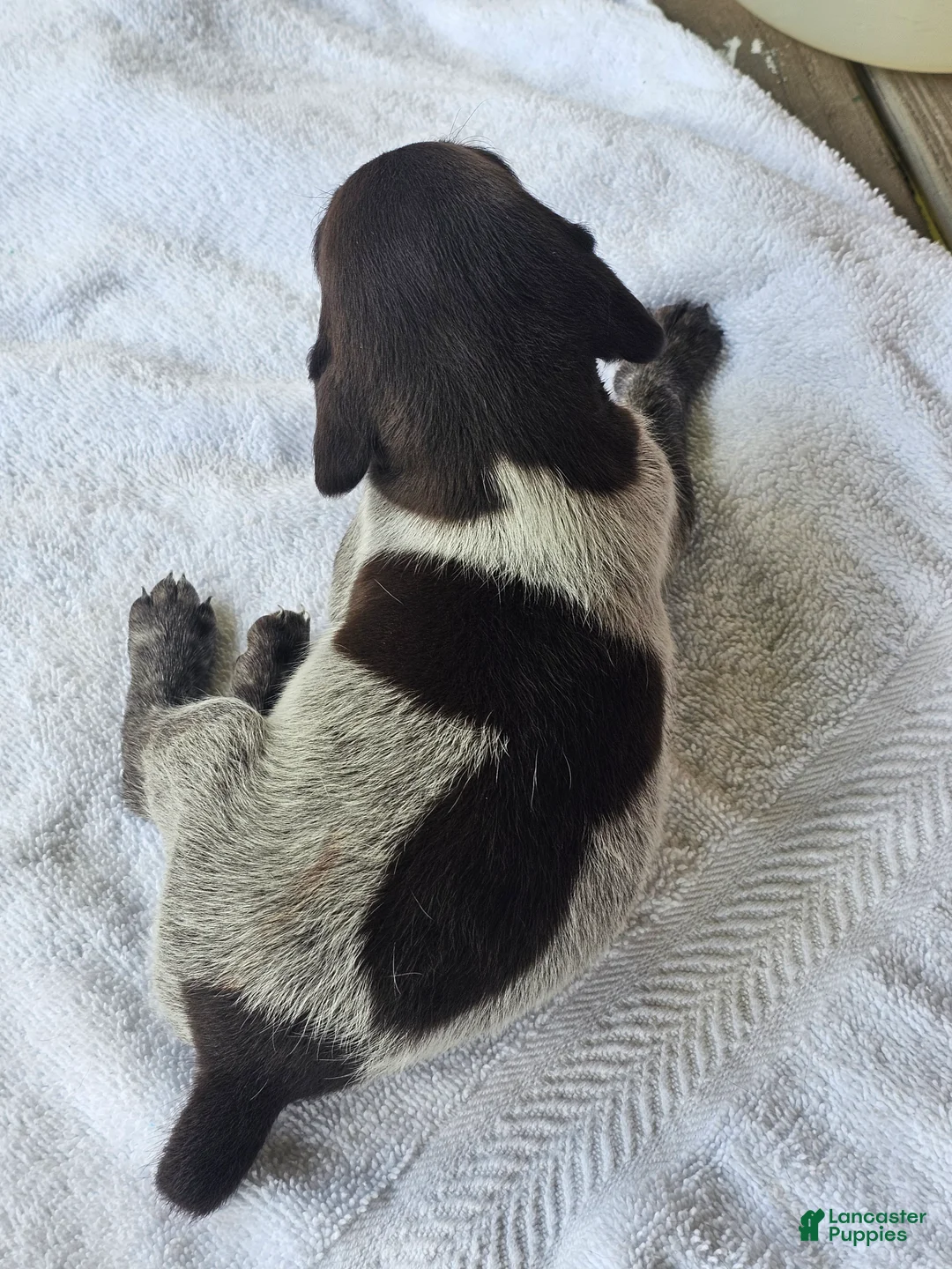 German Shorthaired Pointer dogs for sale: January - Ad 1