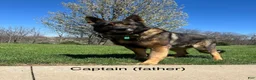 German Shepherd dogs for sale: Knox - Ad 12