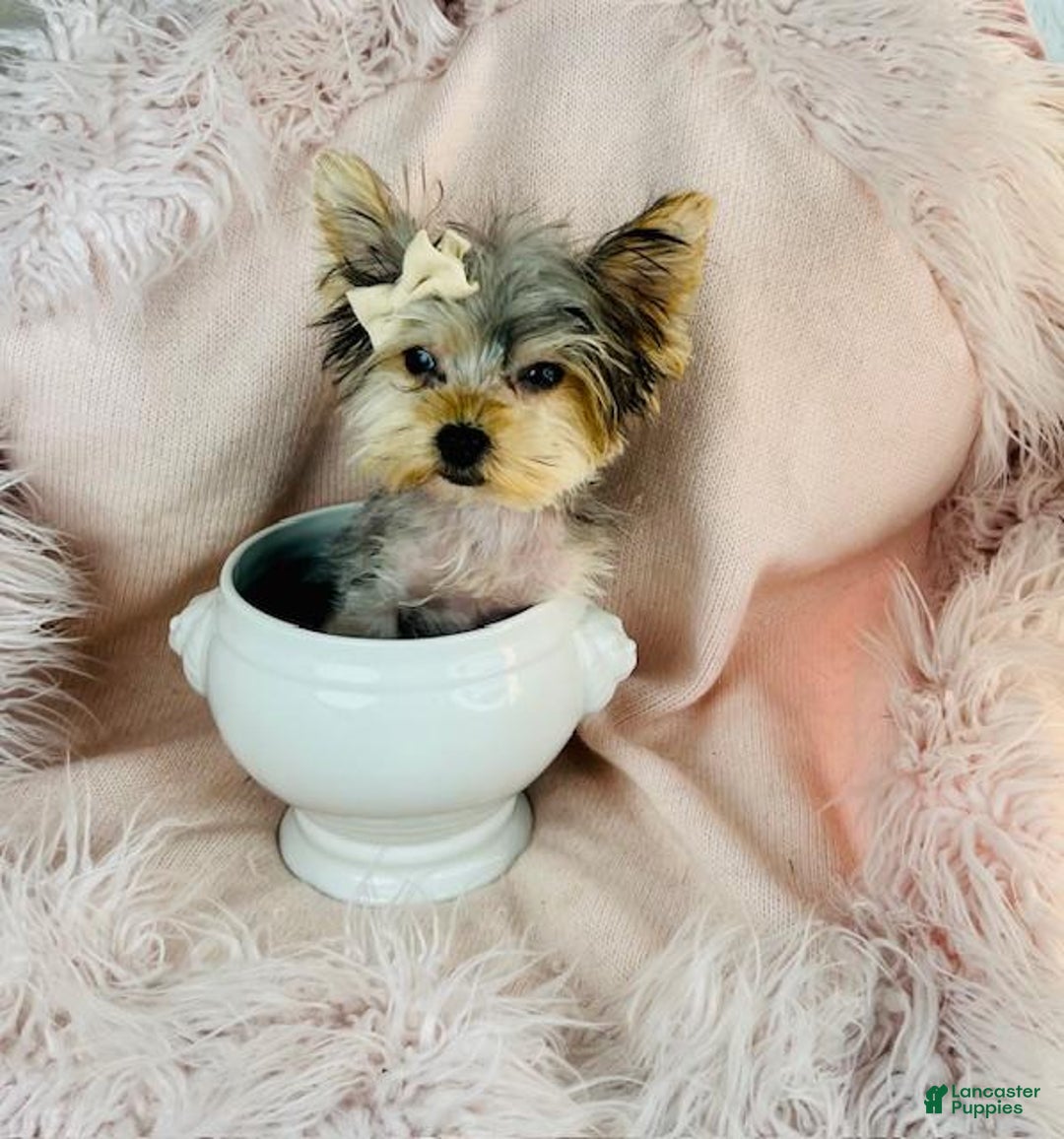 Yorkshire Terrier dogs for sale: Teacup Yorkshire Terrier Puppy 2 - Ad 2