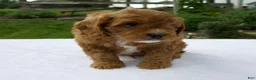 Cavapoo dogs for sale: Royal - Ad 5